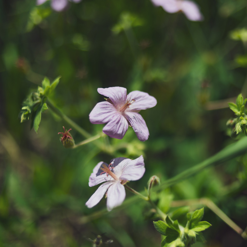 Field Trip #3, White Mountains Botanical Field Trip, September 9-10, 2024