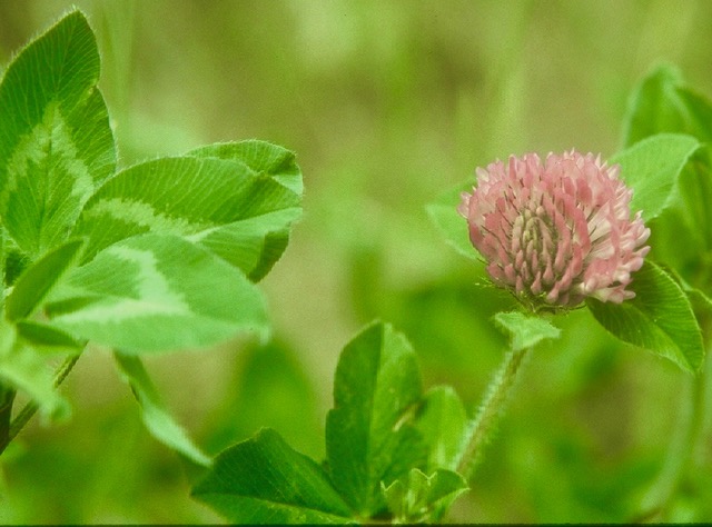 red cloverhiamipic